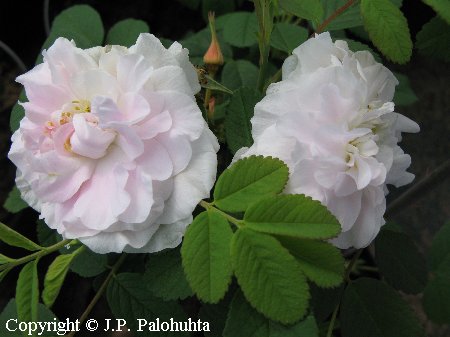 Rosa Rugosa-Ryhm 'Martin Frobisher'